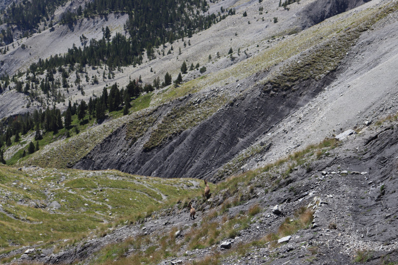 img-1098-col-de-crous-a-falco-1-19