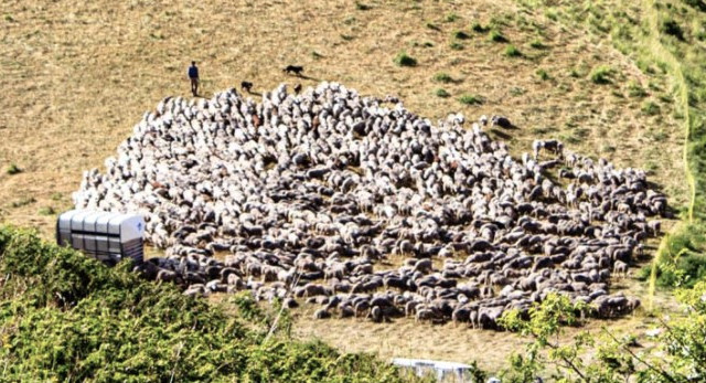 pastoralisme-33299 - © OT Valberg