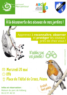 À la découverte des oiseaux de nos jardins !_Péone